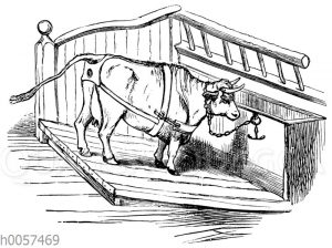 Methode zur Verhütung des Gebärmuttervorfalls bei einer Kuh