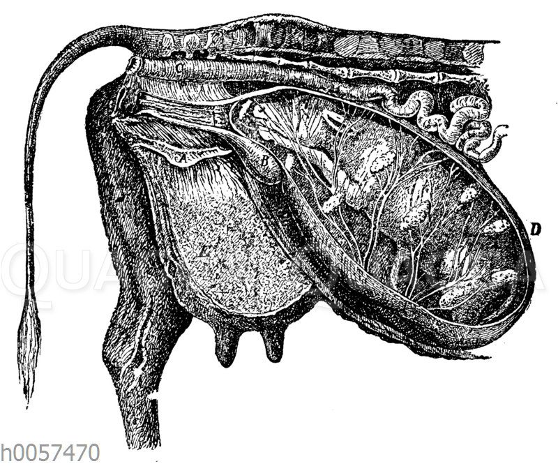 Lage eines Kalbs kurz vor der Geburt in der Gebärmutter einer Kuh
