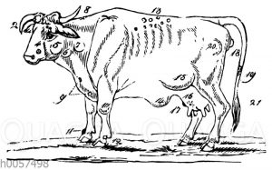 Darstellung der äußeren Fehler eines Rindes