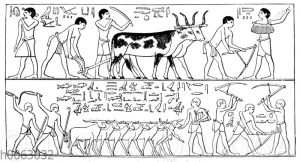 Feldarbeit mit langhörnigen Rindern im alten Ägypten
