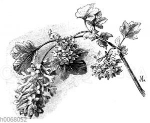 Schönblühende Johannisbeere