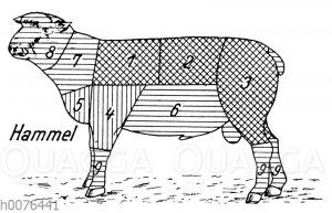 Fleischeinteilung und Fleischqualität beim Hammel