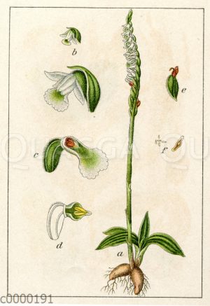 Herbst-Schraubenblume