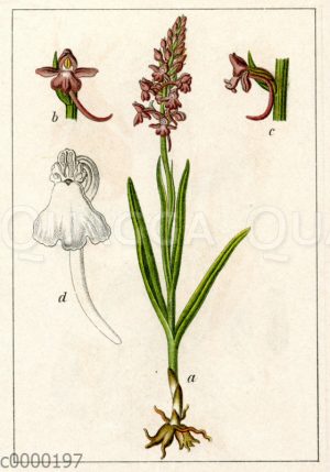 Gewöhnliche Gymnadenie