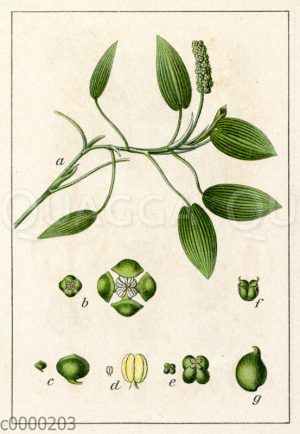 Schwimmendes Laichkraut