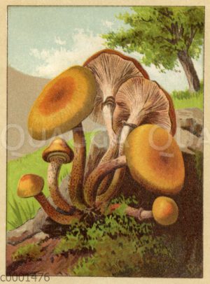 Stockpilz