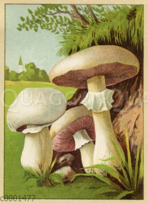 Champignon