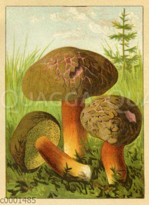 Ziegenlippe
