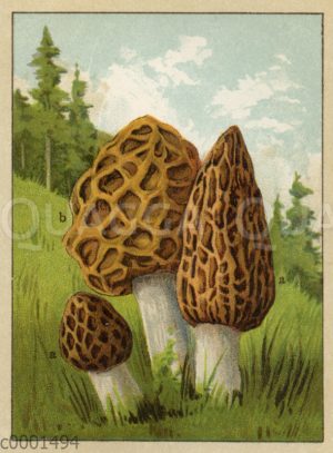 Spitzmorchel <Morchella conica> (a) und Speisemorchel (b)