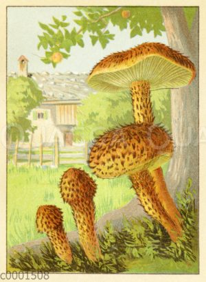 Sparriger Schüppling