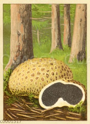 Kartoffelbovist