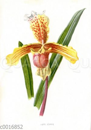 Frauenschuh-Orchidee