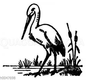 Vignette: Storch