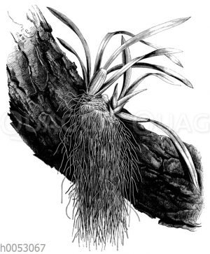 Luftwurzeln einer auf der Borke eines Baumasts angesiedelten Orchidee