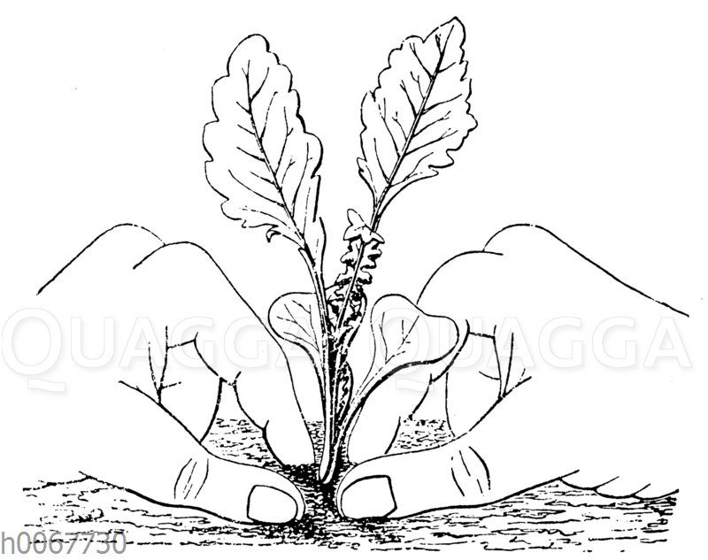 Festdrücken der Jungpflanzen beim Anpflanzen