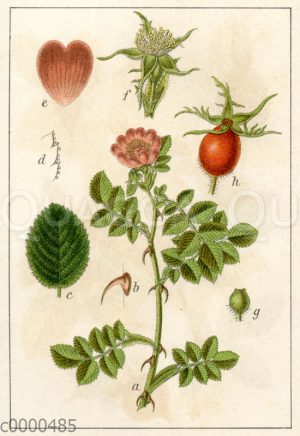Wein-Rose