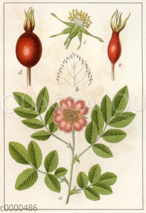Nickende Rose