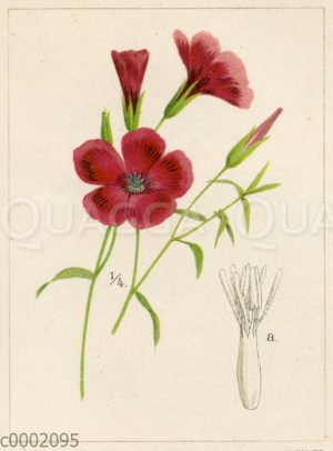 Linum grandiflorum f. rubrum