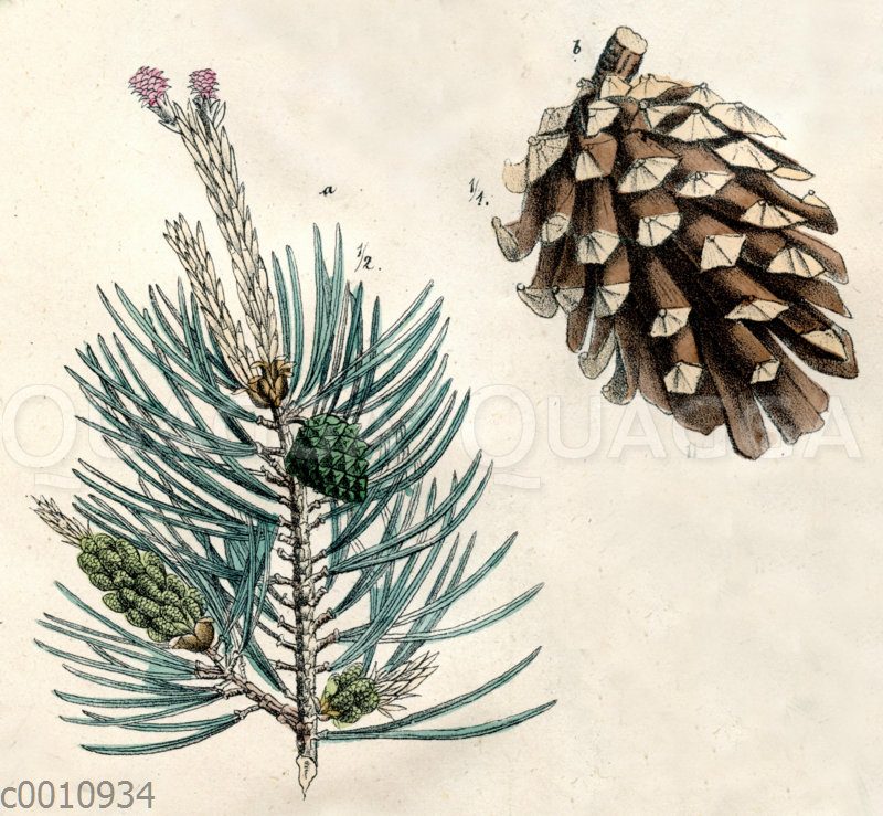 Waldkiefer mit Zapfen