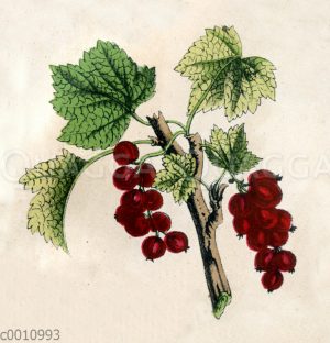 Rote Johannisbeere