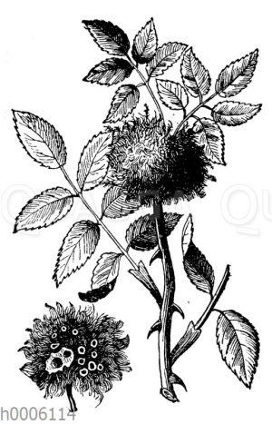 Rosengalläpfel