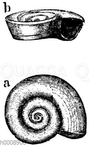 Scheibenschnecke: Gehäuse