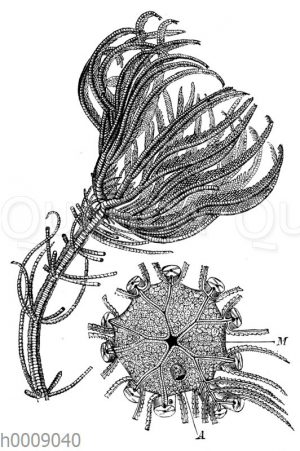 Pentacrinus caput Medusae