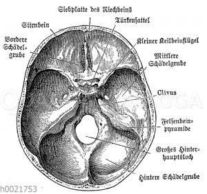 Basis der Schädelhöhle des Menschen