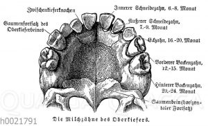 Milchzähne des menscchlichen Oberkiefers