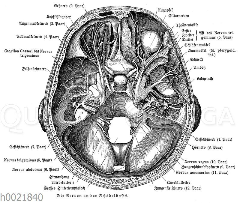 Nerven des menschlichen Schädels an der Schädelbasis