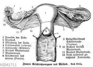Frau: Innere Geschlechtsorgane ('Innere Geschlechtsorgane des Weibes')