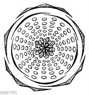 Blütendiagramm der Rose