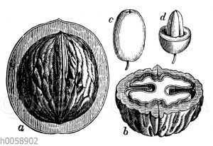 Steinfrüchte: Walnus und Kornelkirsche
