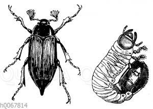 Maikäfer und Engerling