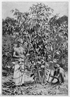 Ceylon-Zimt: Schneiden und Entblättern der Sprossen