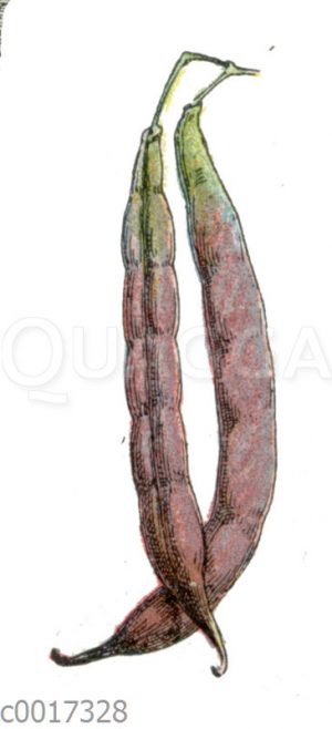 Gartenbohne