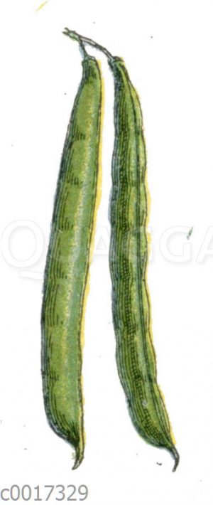 Gartenbohne