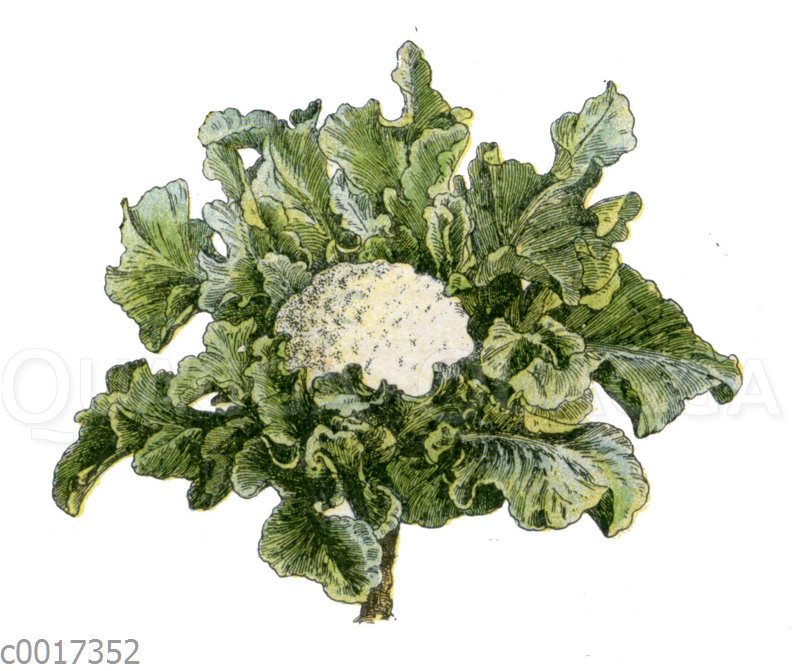 Blumenkohl