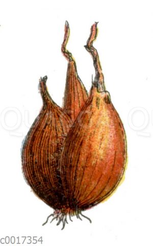 Schalotte