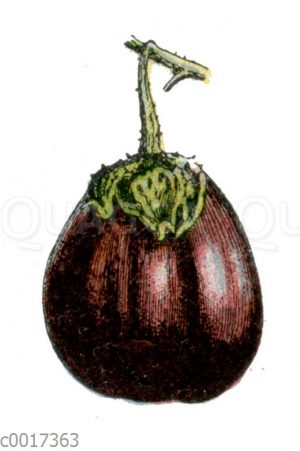 Aubergine