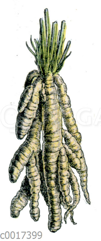 Zuckerwurzel