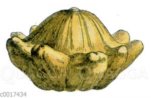 Kürbis