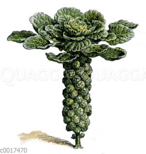 Rosenkohl
