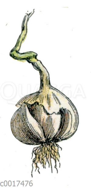 Knoblauch