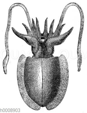 Tintenfisch. Weibchen. Zwischen den Armen ist der Mund