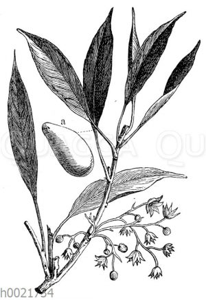 Kola-Baum