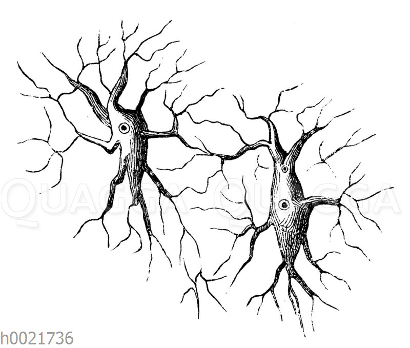 Knochenkörperchen mit dem Netz der Kalkkanälchen