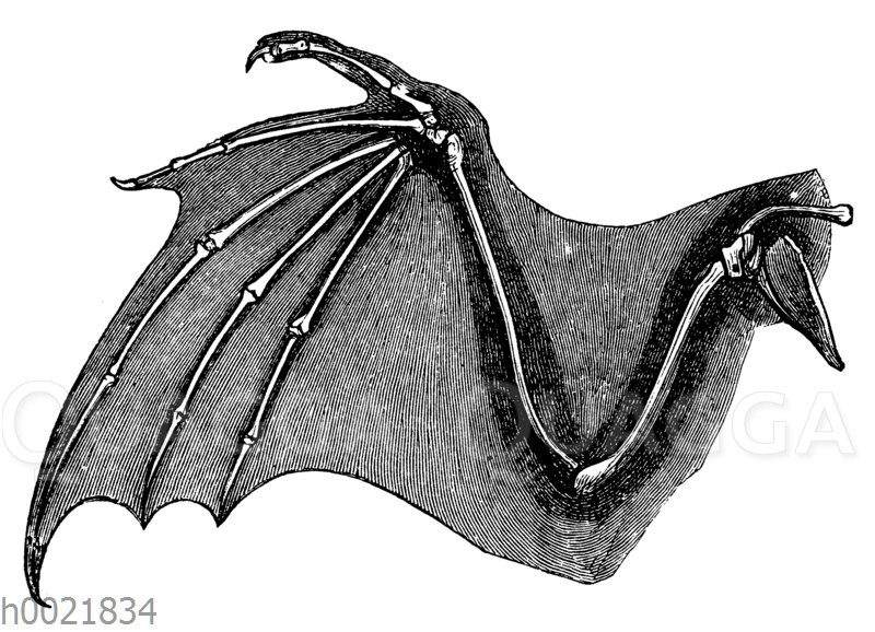 Fledermaus: Arm und Hand