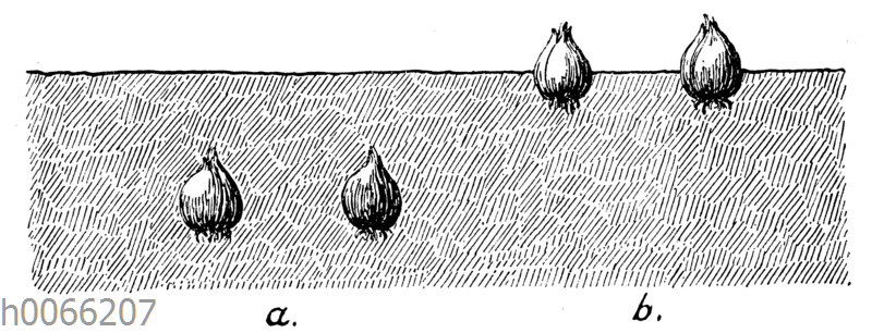 Pflanzen von Zwiebeln: a zu tief