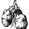 Unterirdische Ausläufer und Knollen der Kartoffel
